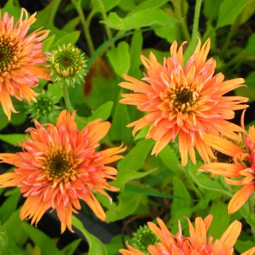 Echinacea purpurea Colourburst Orange - Purple Coneflower