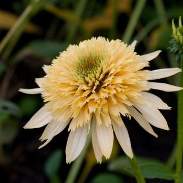 Echinacea purpurea Coupe Soleil - Purple Coneflower