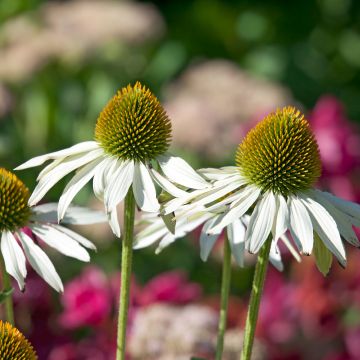 Echinacea purpurea Fragrant Angel - Purple Coneflower