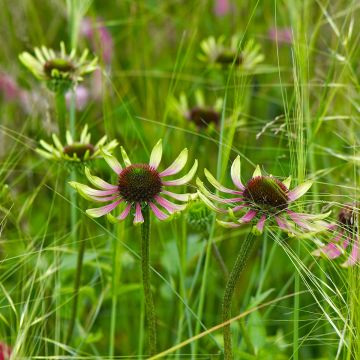 Echinacea purpurea Green Envy - Purple Coneflower