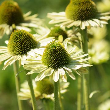 Echinacea purpurea Green Jewel - Purple Coneflower