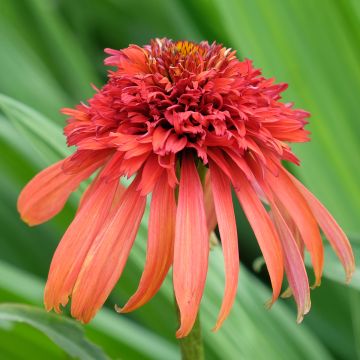 Echinacea Hot Papaya - Rudbeckia pourpre