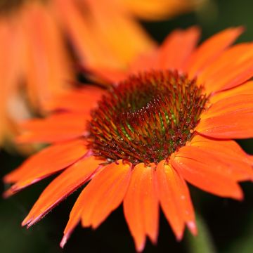 Echinacea purpurea Hot Summer - Purple Coneflower