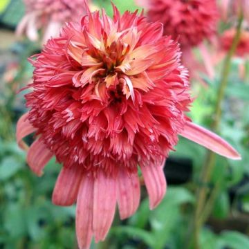 Echinacea purpurea Irresistible - Purple Coneflower