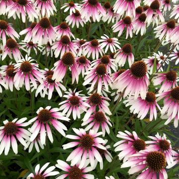 Echinacea JS Engeltje Pretty Parasols - Purple coneflower