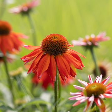 Echinacea purpurea Lakota Orange - Purple Coneflower