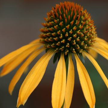 Echinacea purpurea Mango Meadowbrite - Purple Coneflower