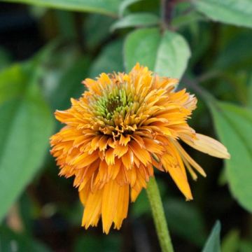 Echinacea purpurea Marmalade - Purple Coneflower