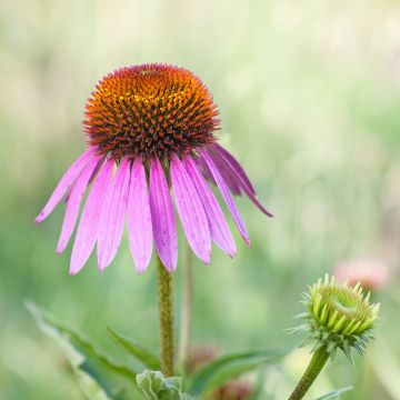 Echinacea purpurea Maxima - Purple Coneflower