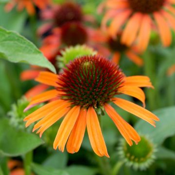 Echinacea Orange Skipper - Rudbeckia hybride