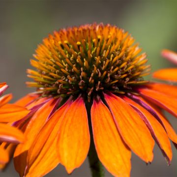 Echinacea purpurea Prima Ginger - Purple Coneflower