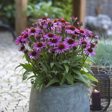 Echinacea purpurea Sun Magic Vintage Pink - Purple Coneflower