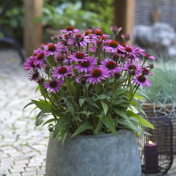 Echinacea purpurea Sun Magic Vintage Pink - Purple Coneflower