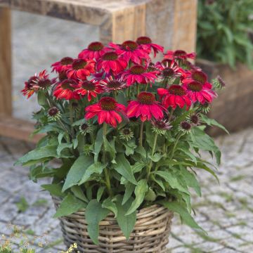 Echinacea purpurea Sun Magic Vintage Ruby - Purple Coneflower