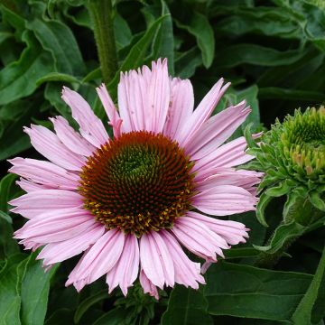 Echinacea SunSeekers Salmon - Purple Coneflower