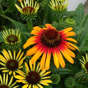 Echinacea SunSeekers Tequila Sunrise - Purple Coneflower