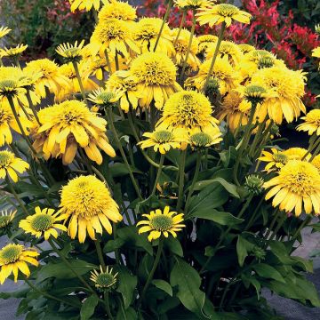 Echinacea Sunny Days Lemon - Purple Coneflower