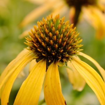 Echinacea Sunny Meadow Mama - Purple Coneflower