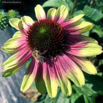 Echinacea Sweet Sandia - Purple Coneflower