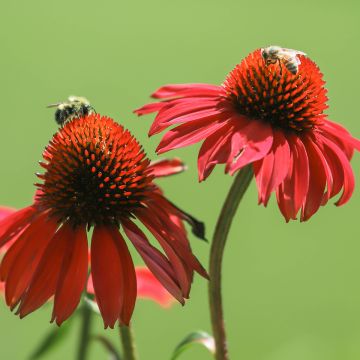 Echinacea Tomato Soup - Purple Coneflower