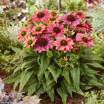 Echinacea Evolution Colorific - Purple coneflower