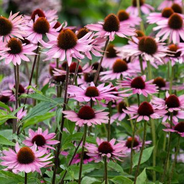 Echinacea purpurea Augustkönigin - Purple Coneflower