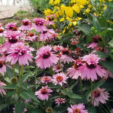 Echinacea purpurea Doubledecker - Purple Coneflower