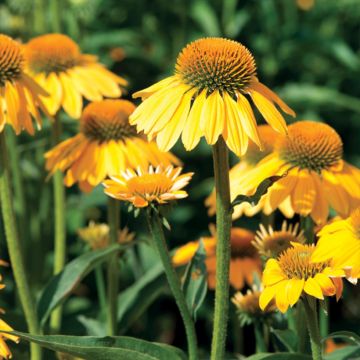 Echinacea purpurea Espinosa Yellow - Purple Coneflower