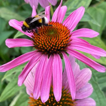 Echinacea purpurea Leuchtstern - Purple Coneflower