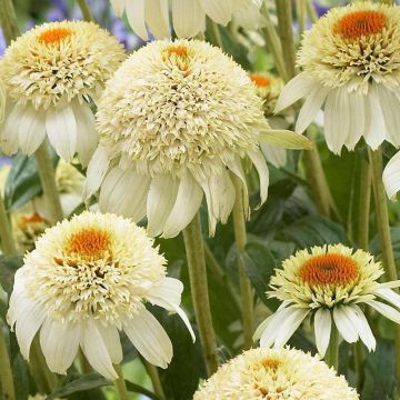 Echinacea purpurea Milkshake - Purple Coneflower