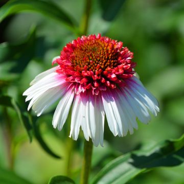 Echinacea Strawberry and Cream - Purple Coneflower