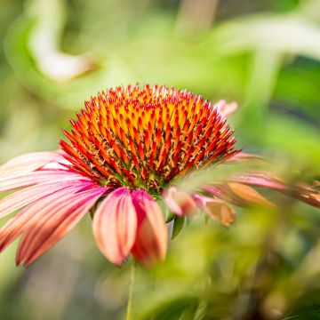 Echinacea purpurea Sundown - Purple Coneflower