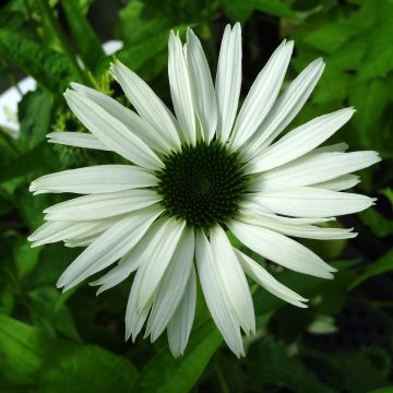 Echinacea purpurea Virgin - Purple Coneflower