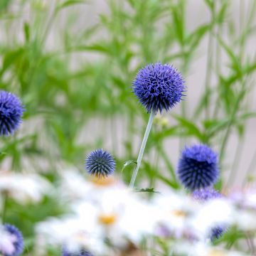 Echinops bannaticus Blue Globe