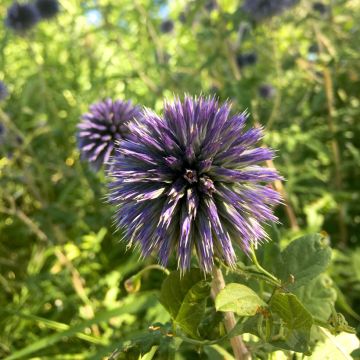 Echinops bannaticus Blue Glow