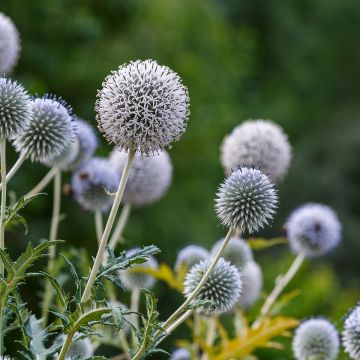 Echinops sphaerocephalus, Boule azurée