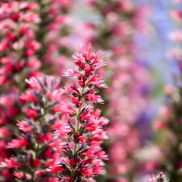 Echium amoenum Red Feathers