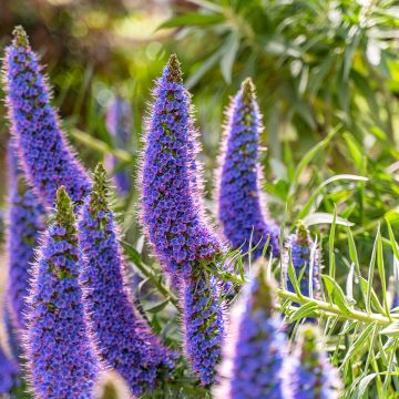 Echium fastuosum (candicans) - Vipérine de Madère.