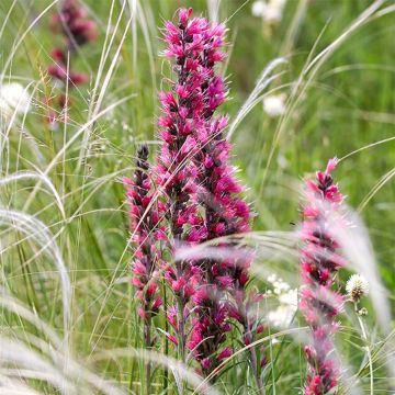 Echium russicum