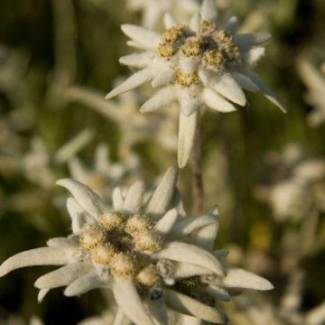 Leontopodium alpinum 