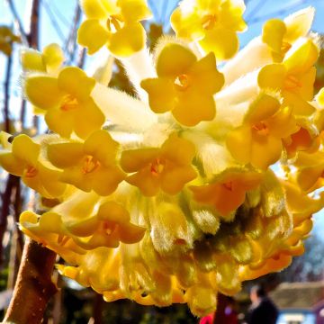 Edgeworthia chrysantha Grandiflora - Paperbush