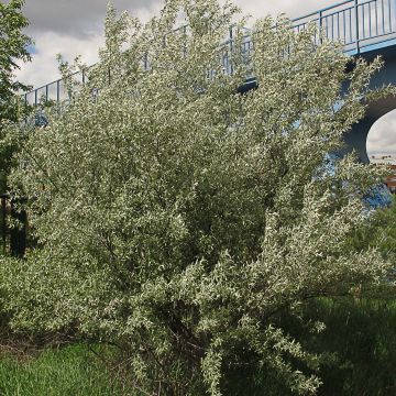 Elaeagnus angustifolia - Russian Olive