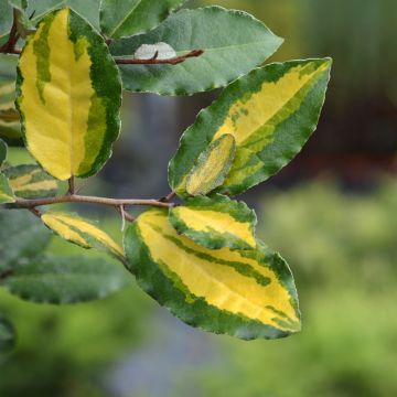 Elaeagnus ebbingei Eleador ® (Lannou) Elaeagnus ebbingei Eleador ® (Lannou)