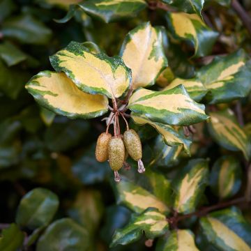 Elaeagnus pungens Variegata