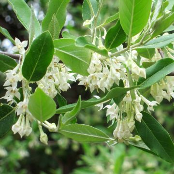 Elaeagnus umbellata - Japanese Silverberry