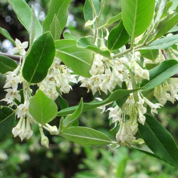 Elaeagnus umbellata - Chalef d'automne