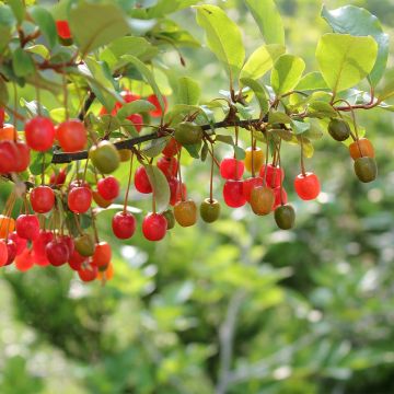 Elaeagnus umbellata Pointilla Amoroso