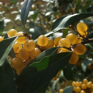 Elaeagnus umbellata Fortunella