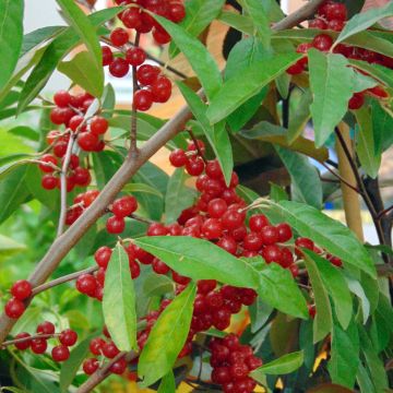 Elaeagnus umbellata Pointilla SweetNSour