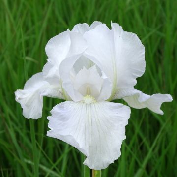 Iris germanica Immortality - Bearded Iris